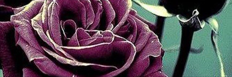 go_gm's profile banner image