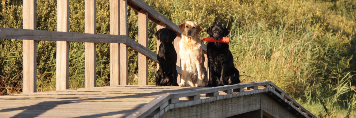 Labradorfreak's profile banner image