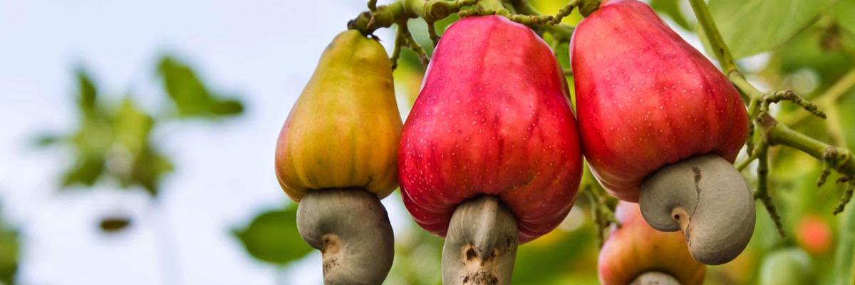 APAARR_IR's profile banner image