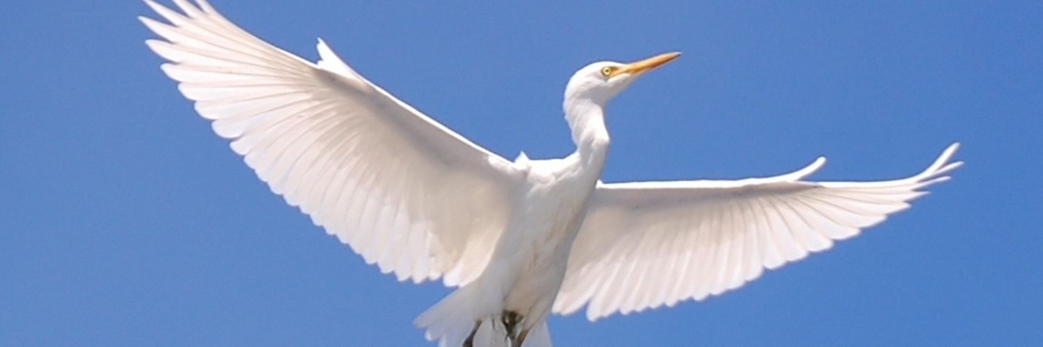 theswan22's profile banner image