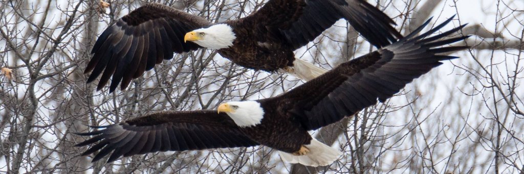 ✌🏽 This is Me: Linden 🇺🇸 banner