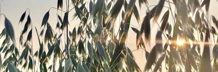marikuvaa's profile banner image