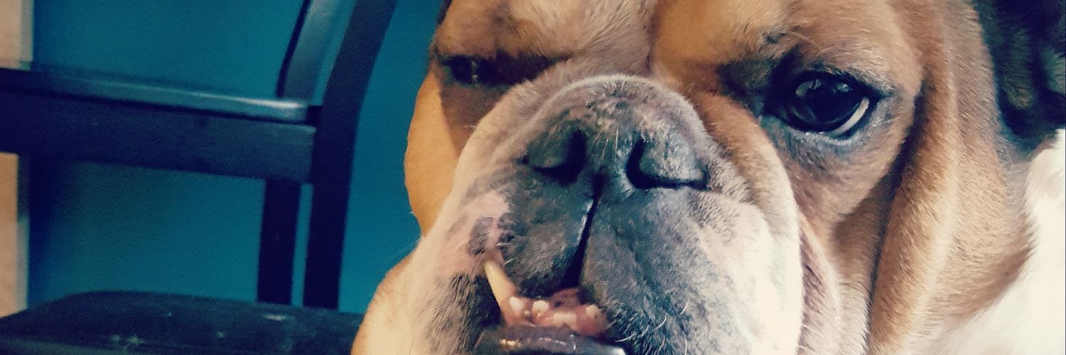 KazzyZebra's profile banner image