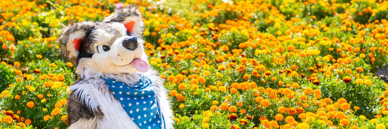 マル・デ・イヌ banner