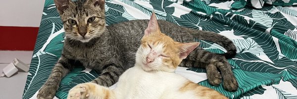 fatchxs Profile Banner