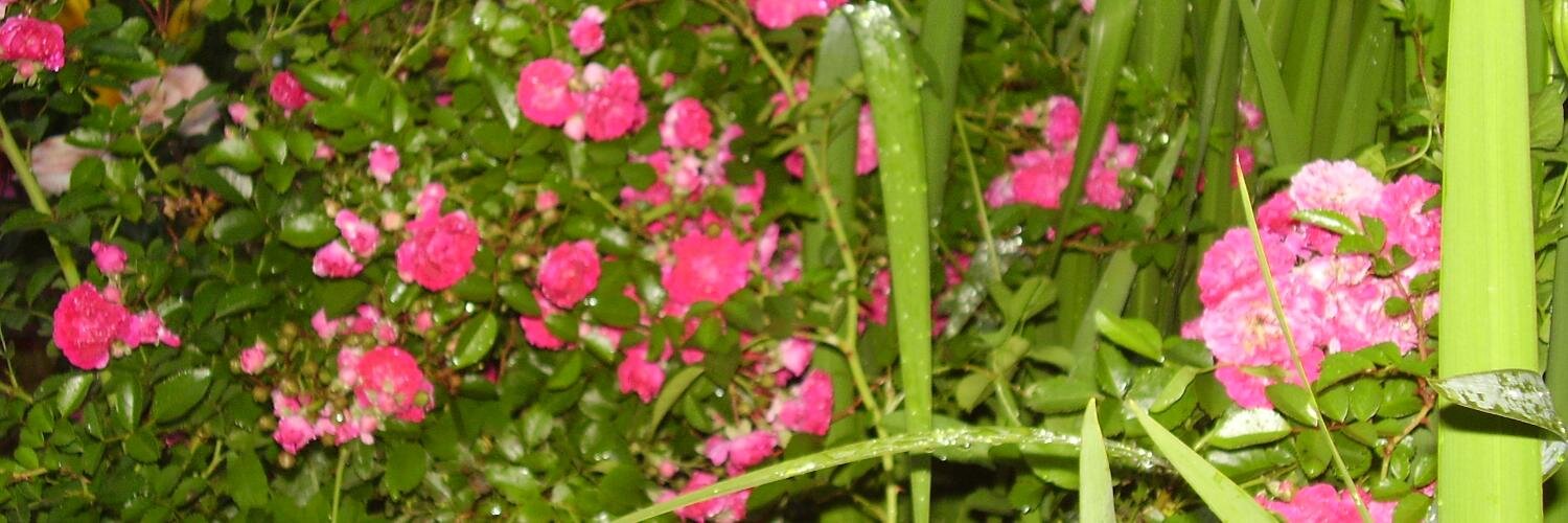 Larsi51's profile banner image