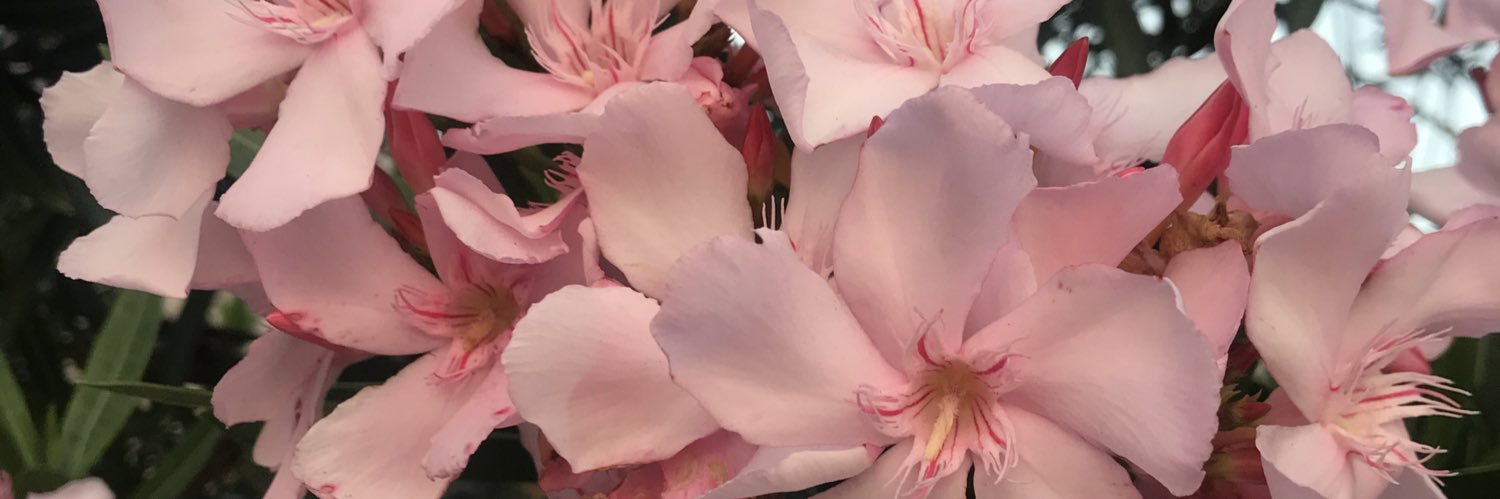 cinth_fab's profile banner image
