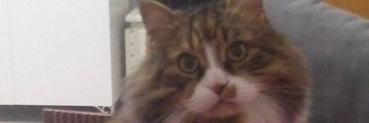 boncuk_uzun's profile banner image