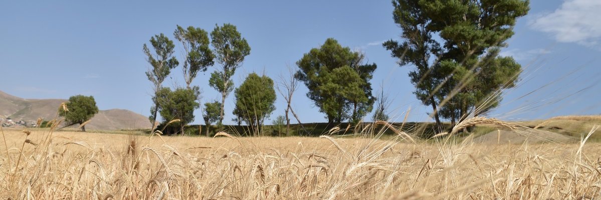 rastemoh's profile banner image