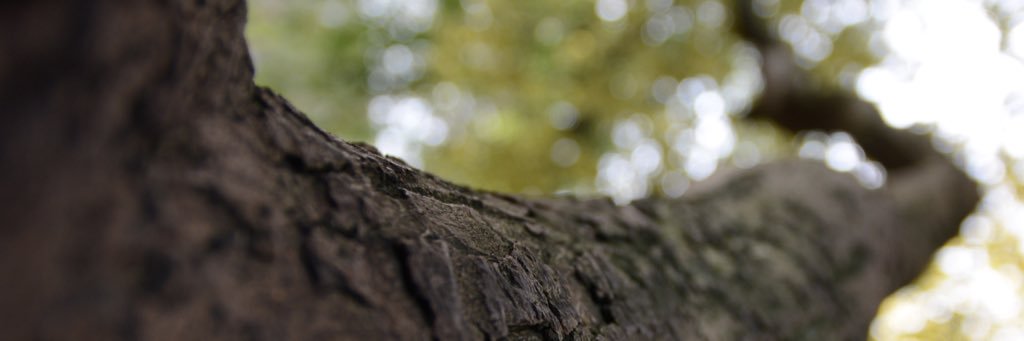 _anippp's profile banner image