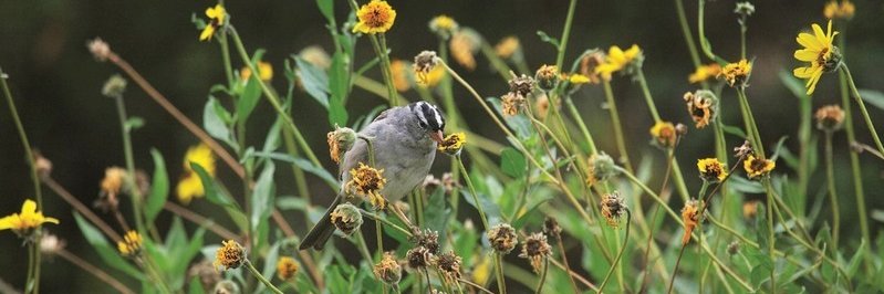 Theodore Payne banner