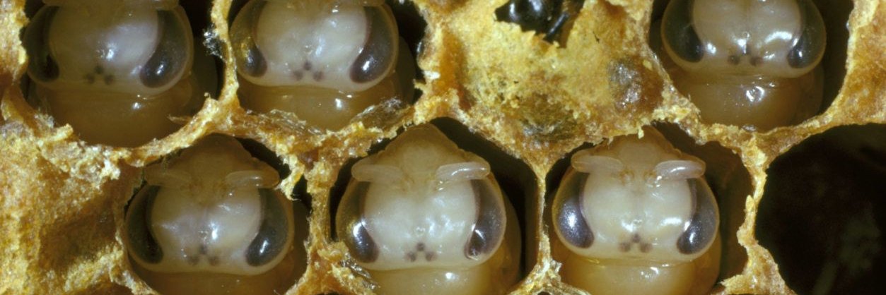 Little Hipo🐍 banner