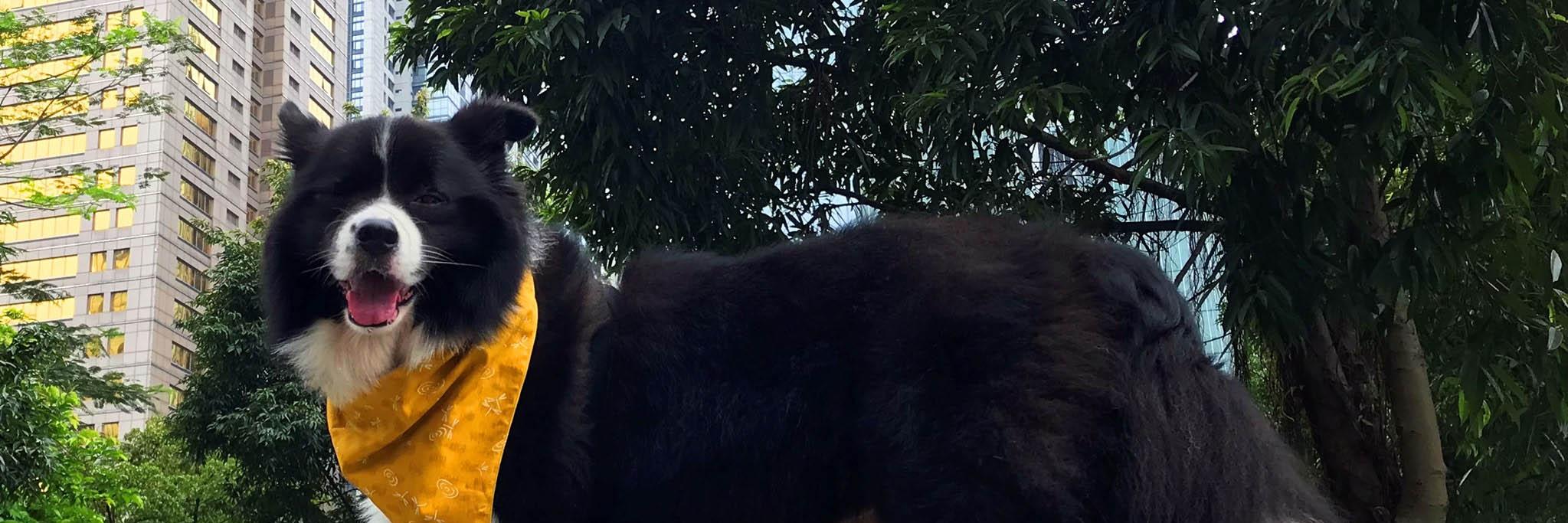 memedonian's profile banner image