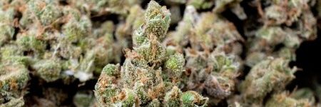 thecannababes's profile banner image