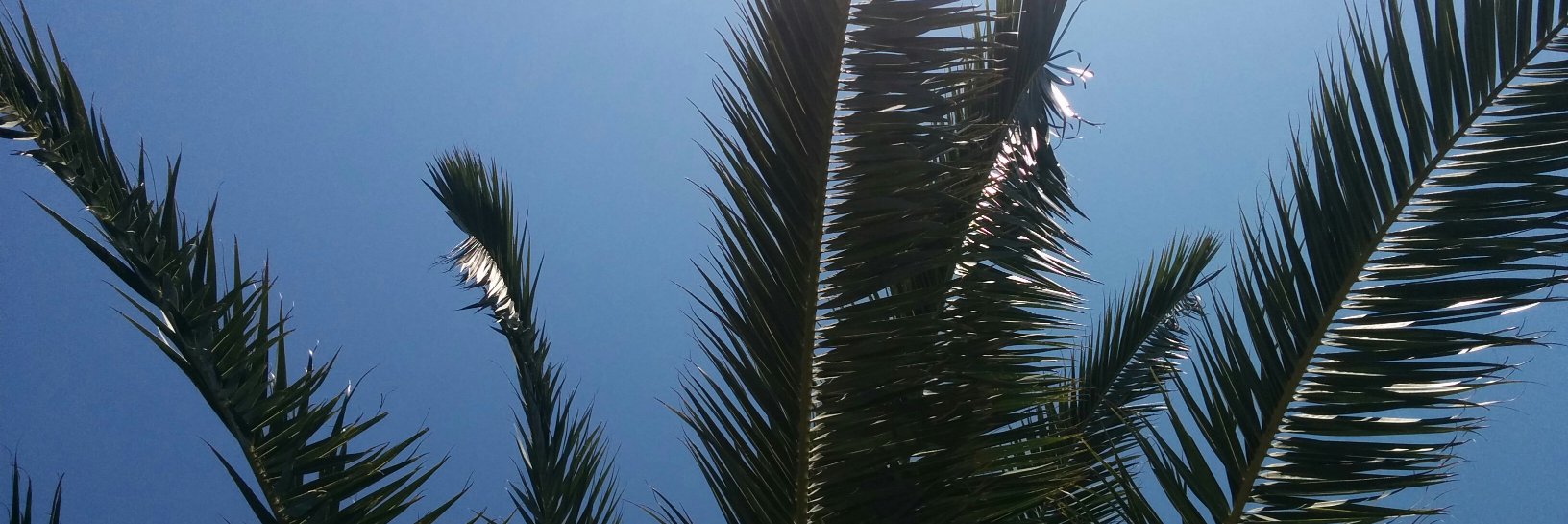 faqini_'s profile banner image