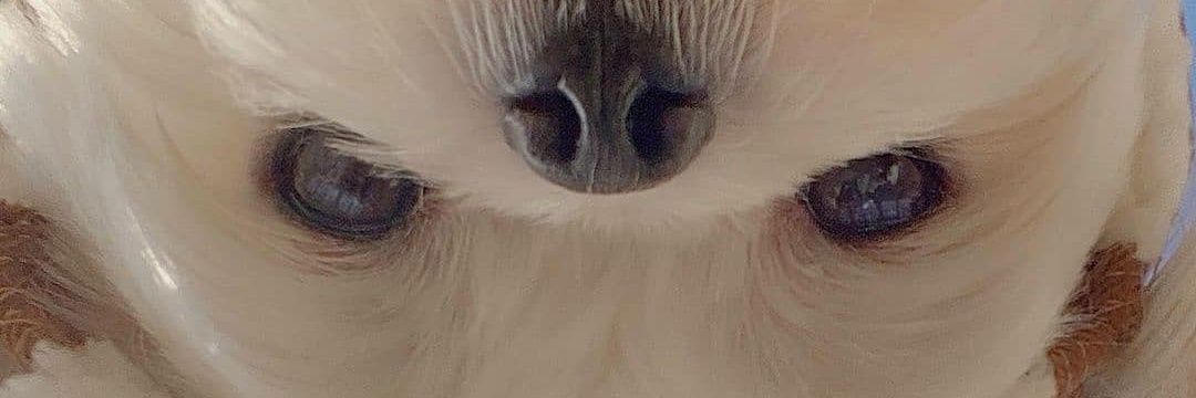shushmaic's profile banner image
