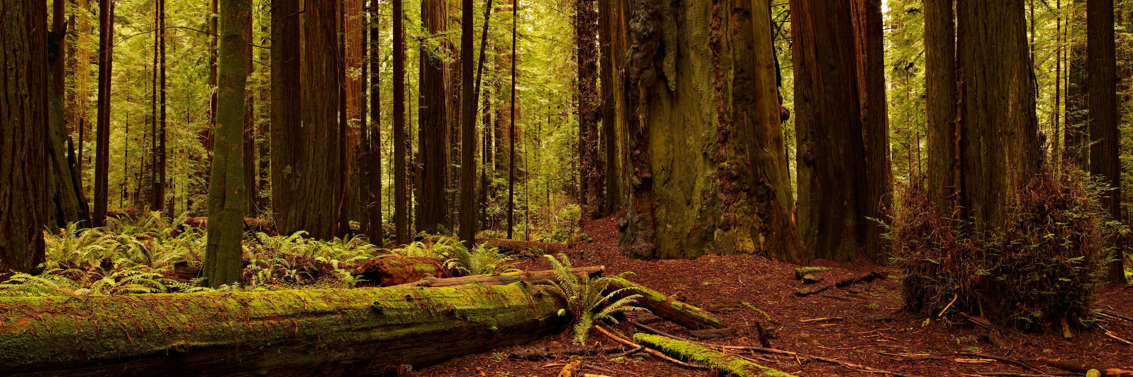 If_A_TreeFalls's profile banner image