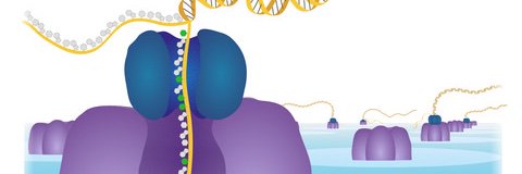 DNA Replication Lab banner