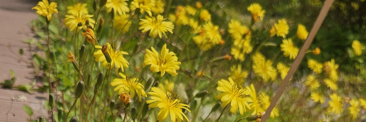 cocoma428's profile banner image