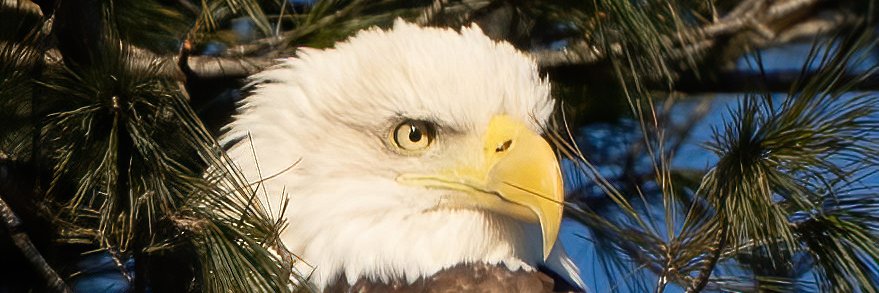 paayotte's profile banner image
