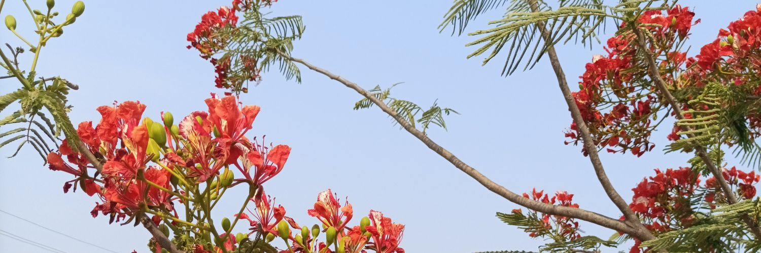 iamprsnt's profile banner image