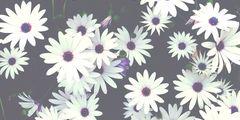tasyaov's profile banner image