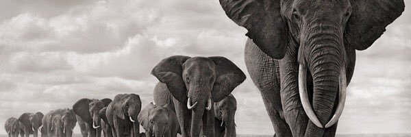 CobyCob_0's profile banner image