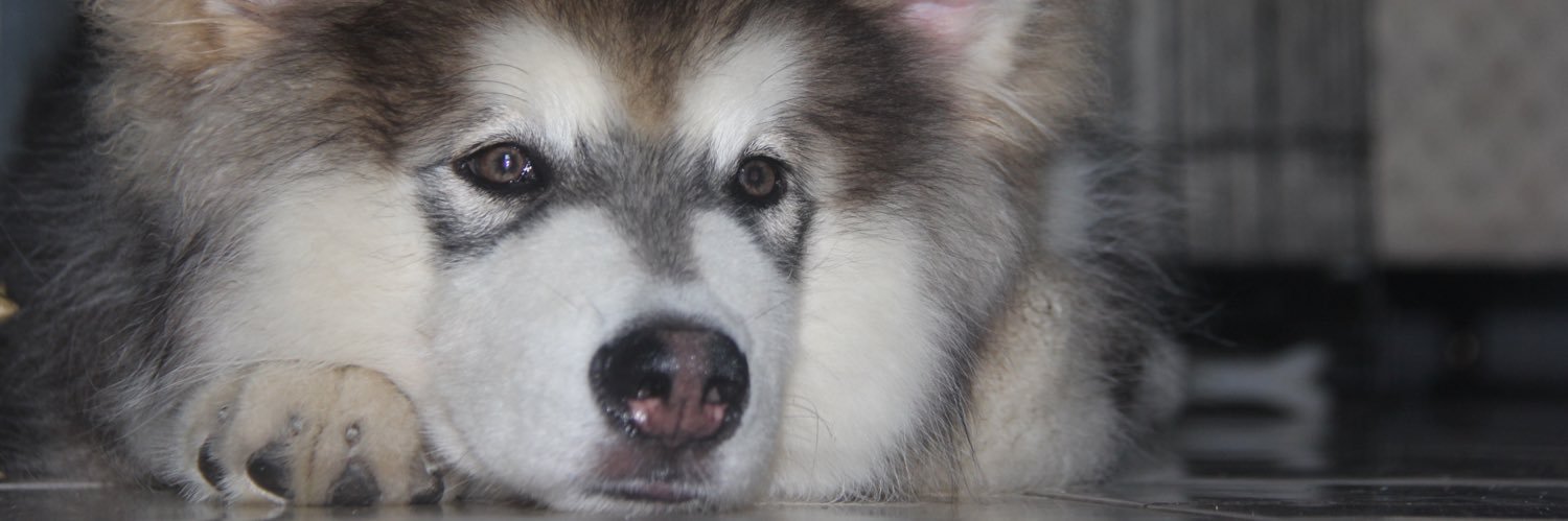 PingkanStephani's profile banner image
