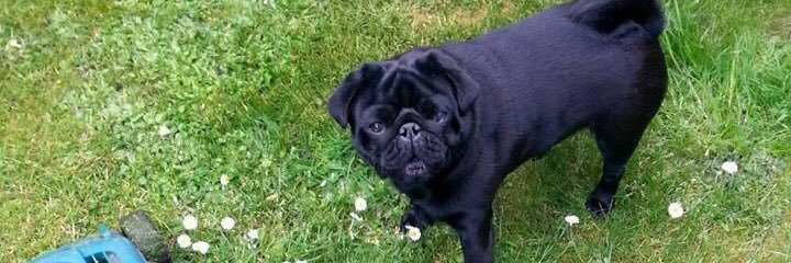 dudleydapug12's profile banner image