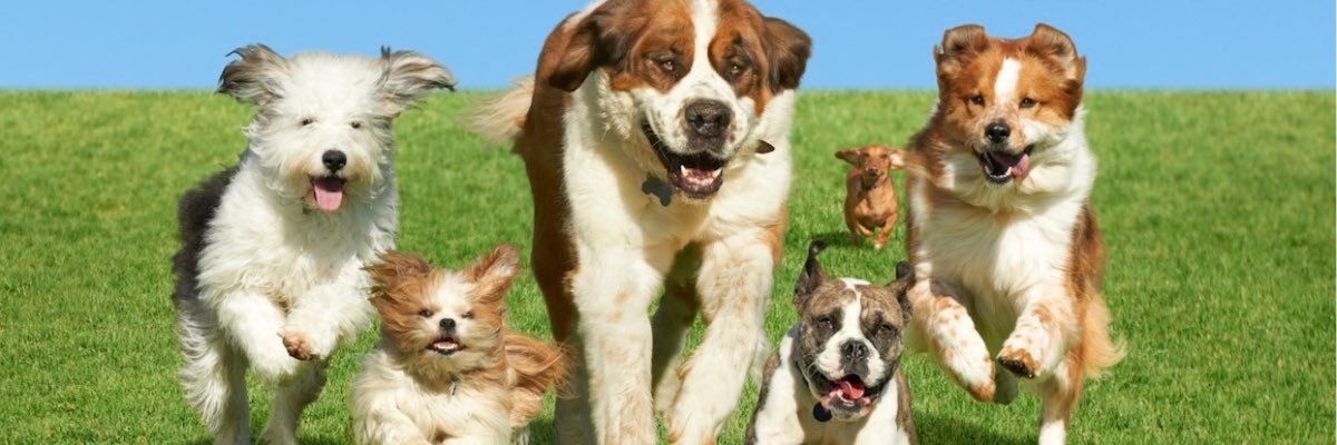 Paws For Effect banner