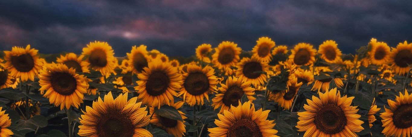 biella_silvaaa's profile banner image