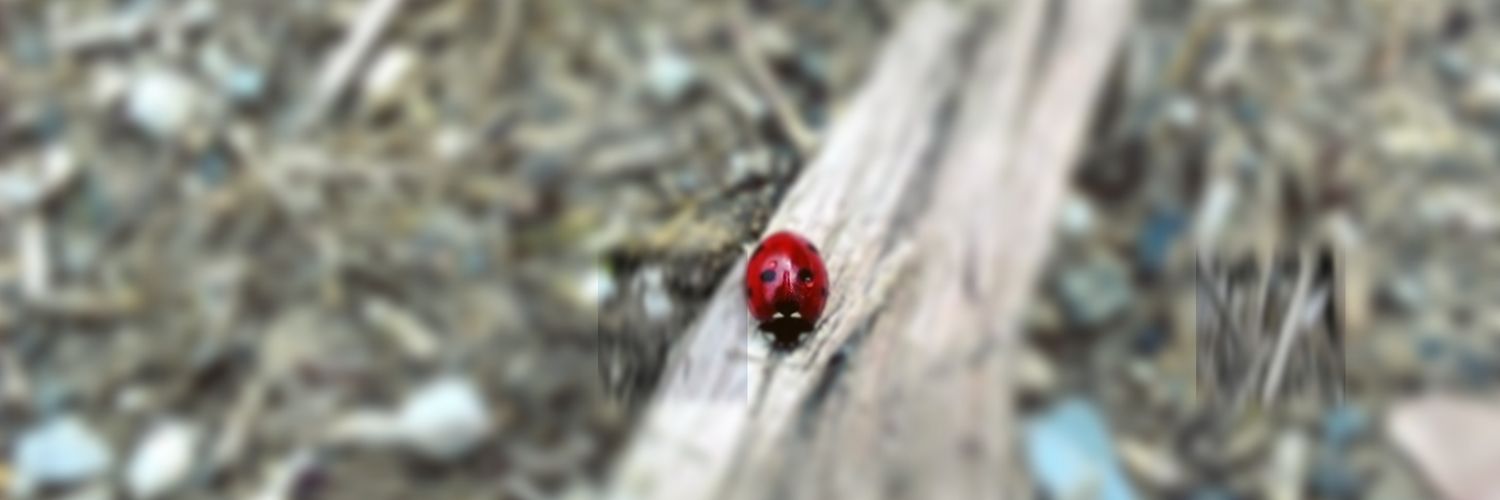 Francescociani5's profile banner image