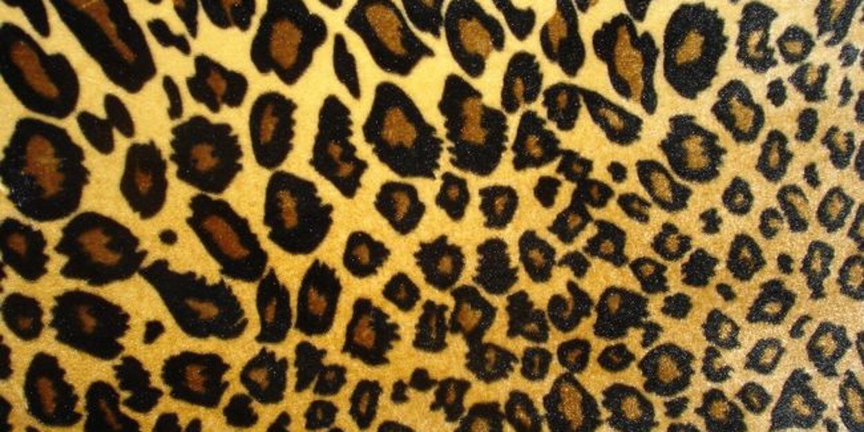 modelfeline's profile banner image