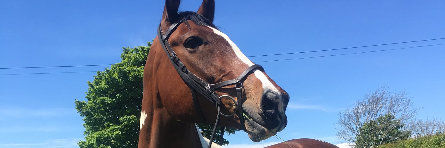 cherylshorses's profile banner image