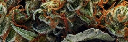 rollingjoint's profile banner image
