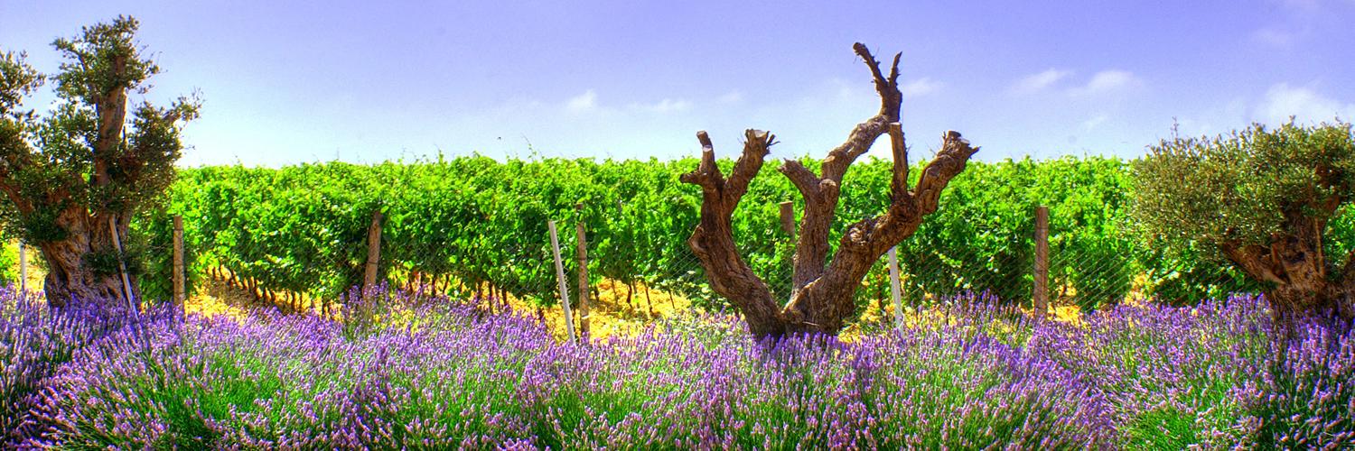 Domaine de Bargylus banner