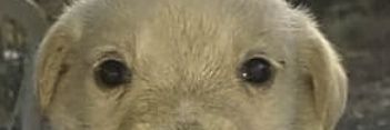 Sdekyanr's profile banner image
