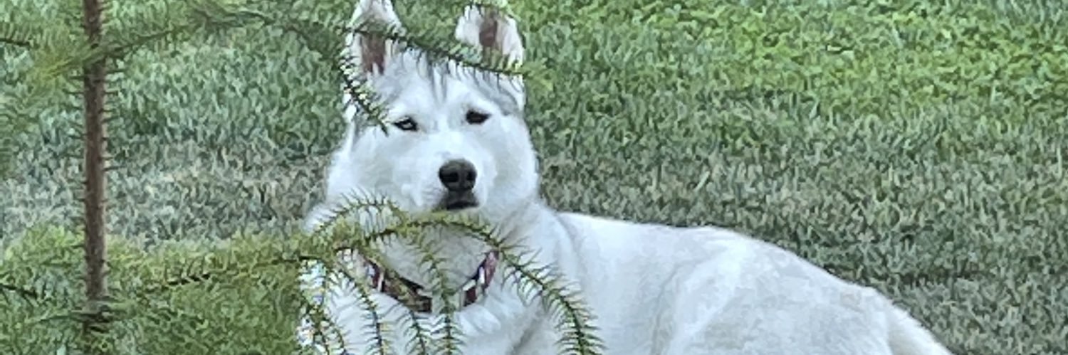 maya_blue37's profile banner image