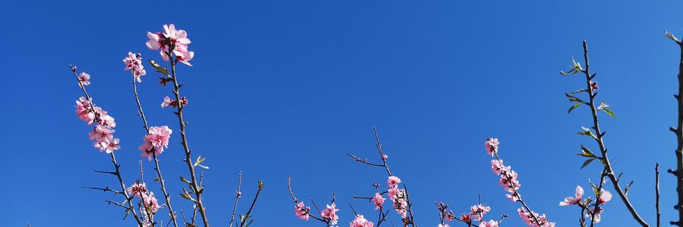 aneugall's profile banner image