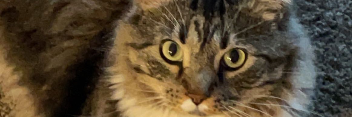 TaralaBear's profile banner image