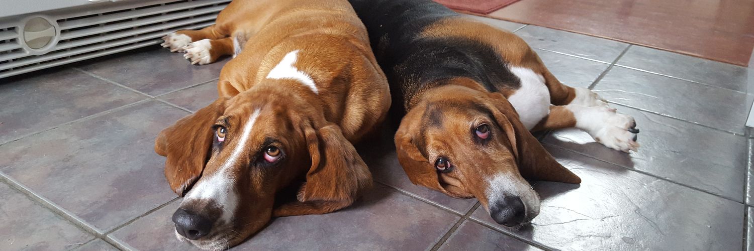 MisterWolt's profile banner image
