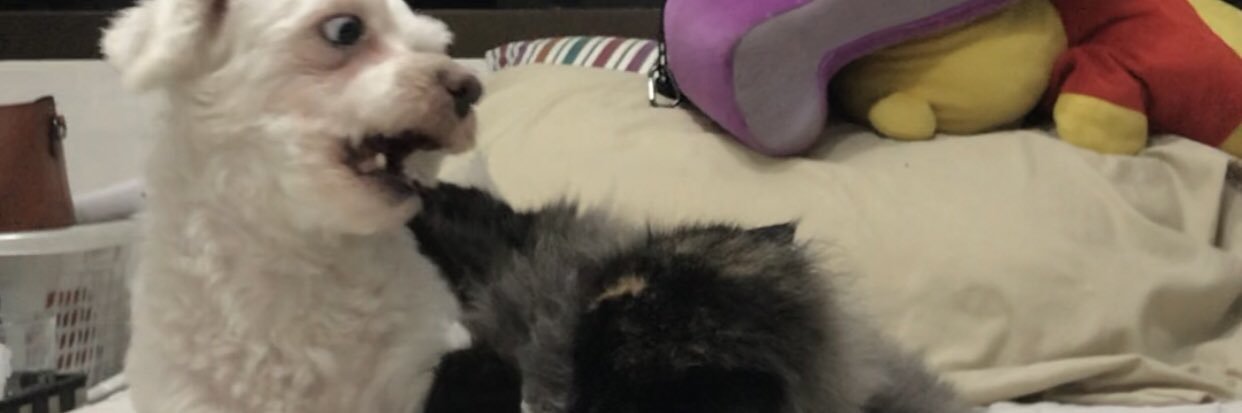 biancsmat's profile banner image