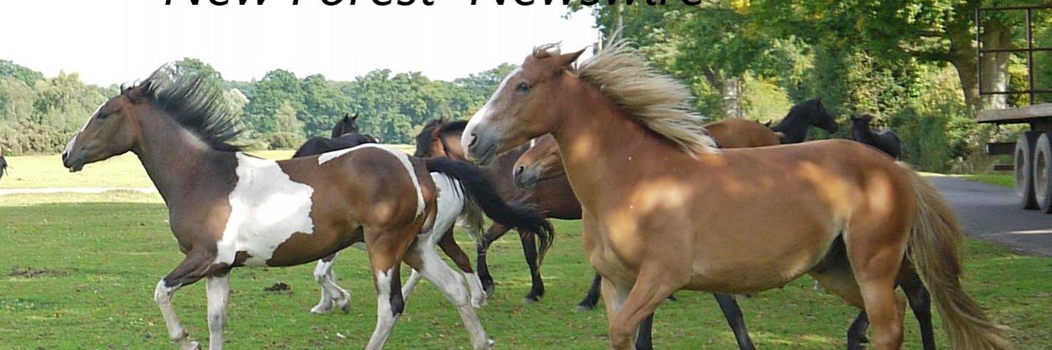 New Forest Newswire banner
