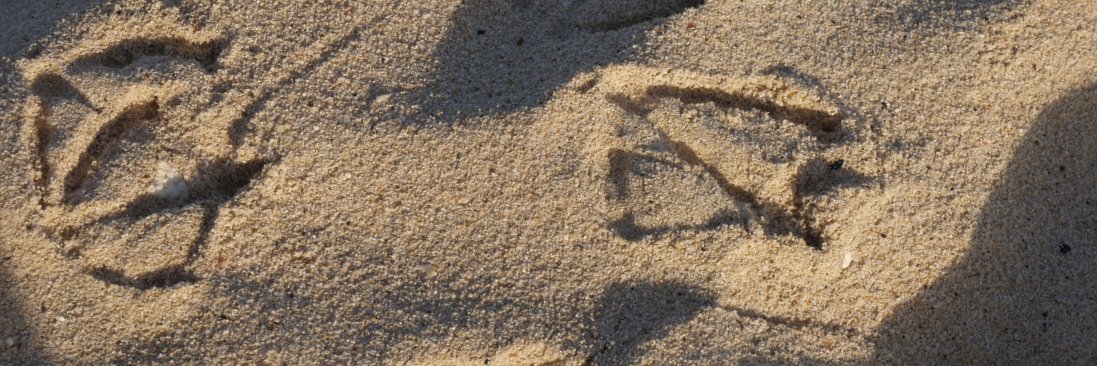 José Manuel Padrón banner