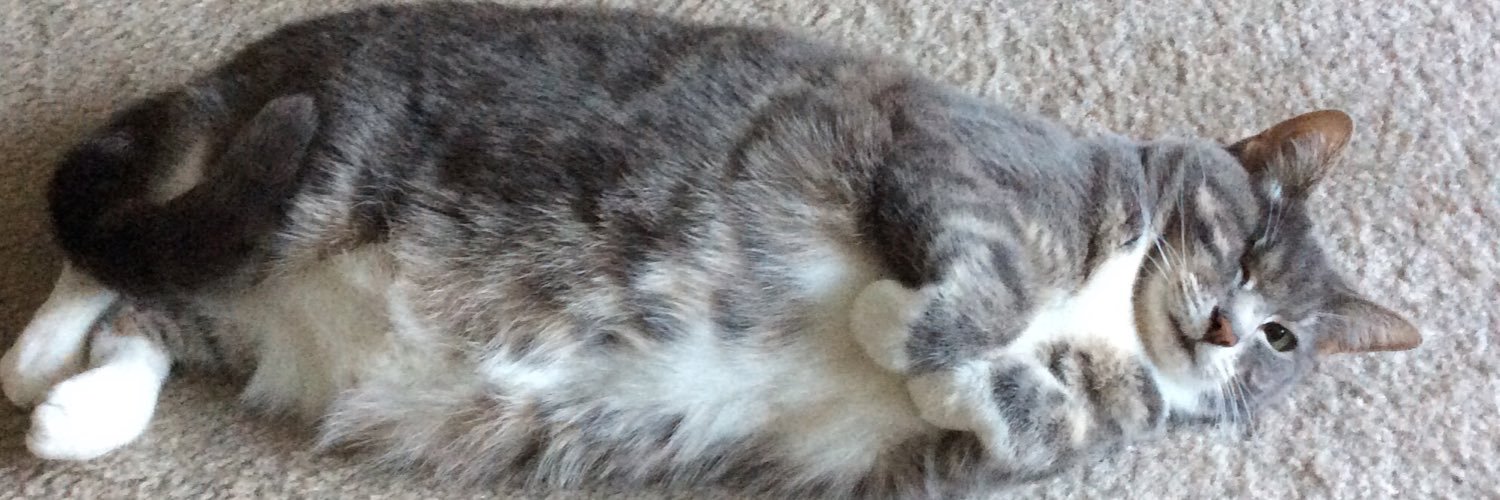 KittyKatterman's profile banner image