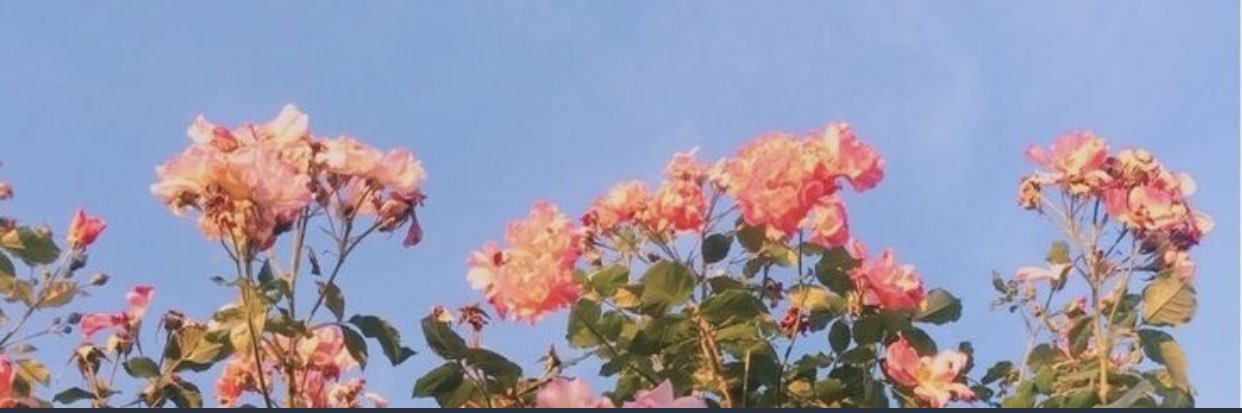 colormeari__'s profile banner image