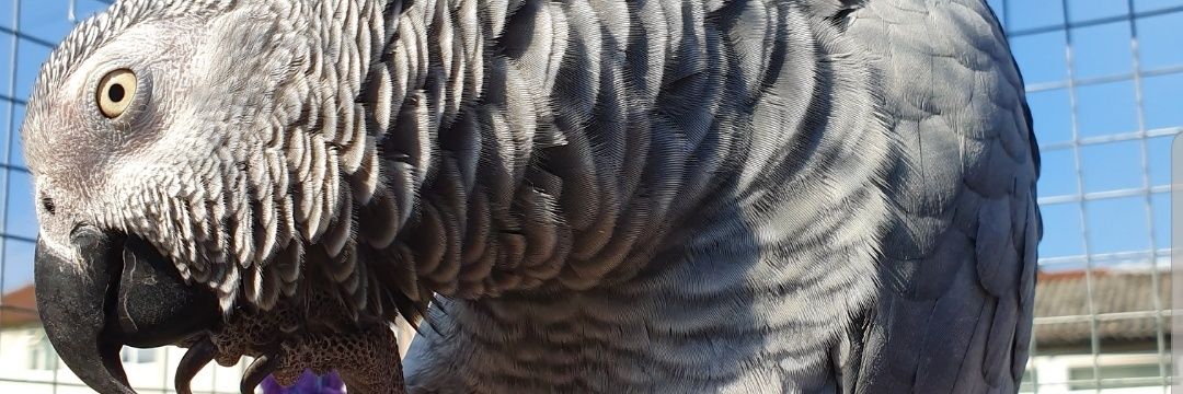 AfricanGrey01's profile banner image