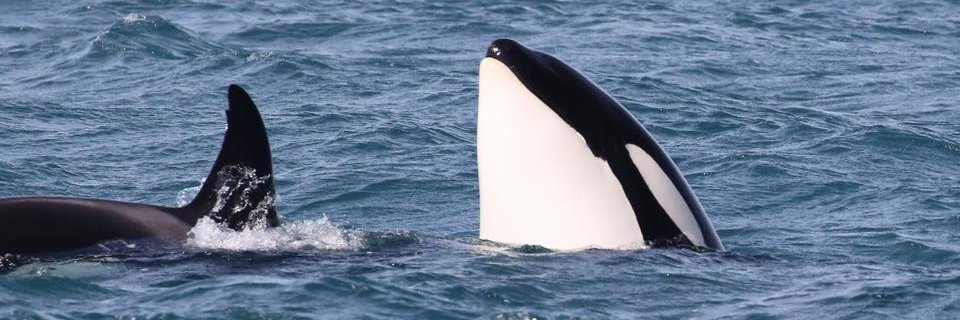 Heatherlea Birding banner