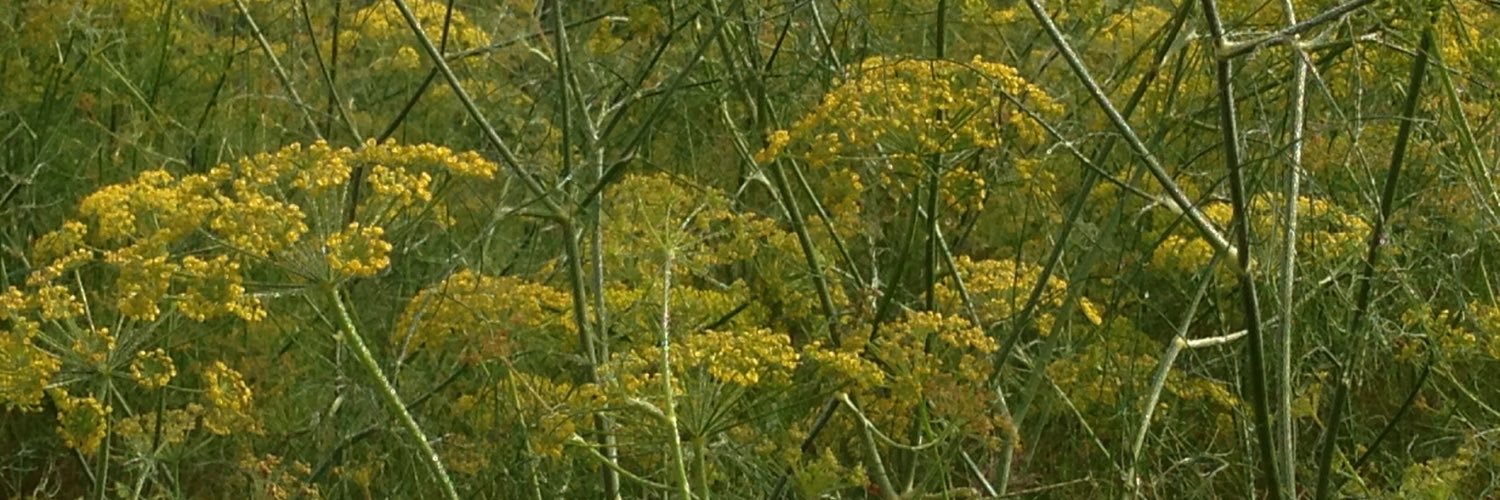 Mohamed Musharbak banner