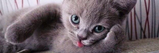 kittensNcatnip's profile banner image